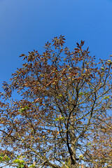 changing the color of chestnut foliage in the autumn season