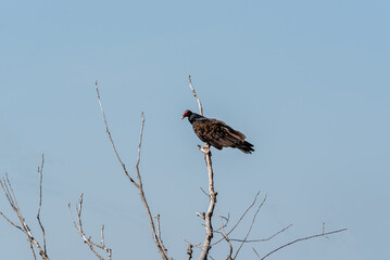 Turkey Vulture Perched In A Tree In Fall In Wisconsin
