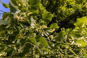 beautiful foliage of the linden tree with green foliage