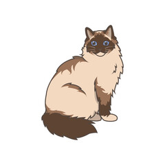 Discover adorable Ragdoll kittens. These high-quality illustrations exude cuteness, perfect for pet-related designs. simple illustration of ragdoll cat. eps10
