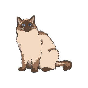 Discover adorable Ragdoll kittens. These high-quality illustrations exude cuteness, perfect for pet-related designs. simple illustration of ragdoll cat. eps10