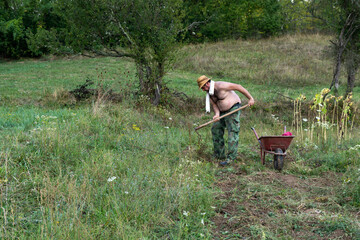 A farmer in the countryside uses a hoe to harvest potatoes, placing them in a handcart on a warm summer day. Meadows and vegetation are in the background. Agricultural concept