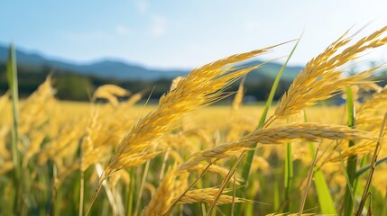 Obraz premium Close - up of a golden rice field. Solid foreground. Large rice field in the background. Blurred background.