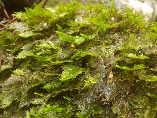 moss on a tree trunk