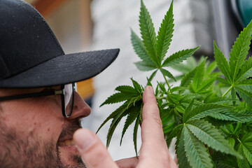 Man wearing a cap smelling the fragrant flowers of a marijuana plant, enjoying the natural aroma of...