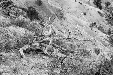 View of rock formation in Bryce Canyon national park, from sunset point. 