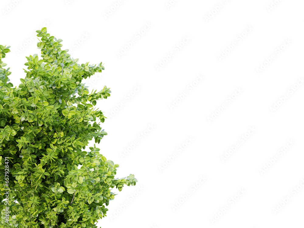 Poster tree on transparent background.3d rendering png