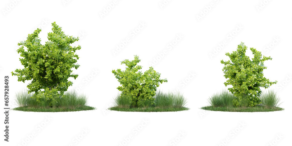 Poster tree on transparent background.3d rendering png