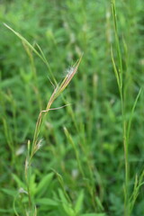 Broomsedge bluestem ( Andropogon virginicus ) flowers. Poaceae perennial plants. Native to North America. A weed that grows in vacant lots and produces spikelets on its inflorescences in autumn.