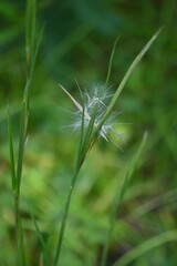 Fototapeta premium Broomsedge bluestem ( Andropogon virginicus ) flowers. Poaceae perennial plants. Native to North America. A weed that grows in vacant lots and produces spikelets on its inflorescences in autumn.