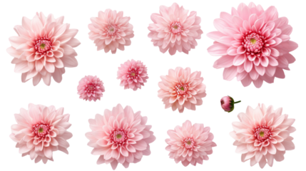 Pink Chrysanthemum Set: Top View of Flowers, Buds, & Leaves on Transparent Background, PNG