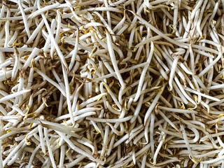 Soybean Sprouts