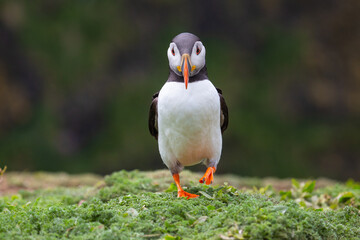 Puffin Waling