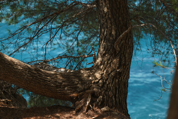 tree in the cost of the sea in Montenegro 