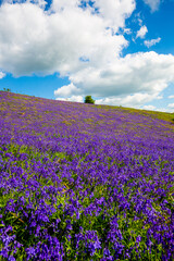 Naklejka premium Bluebells