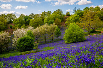 Bluebells