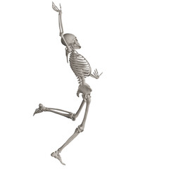 skeleton posing 3d render illustration with transparent background