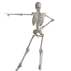 skeleton posing 3d render illustration with transparent background