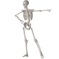 skeleton posing 3d render illustration with transparent background
