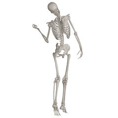 skeleton posing 3d render illustration with transparent background