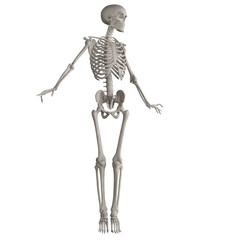 skeleton posing 3d render illustration with transparent background