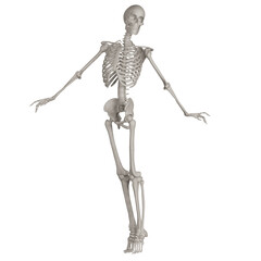 skeleton posing 3d render illustration with transparent background	
