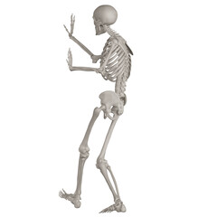 skeleton posing 3d render illustration with transparent background