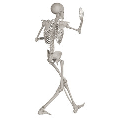 skeleton posing 3d render illustration