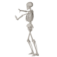 skeleton posing 3d render illustration with transparent background	
