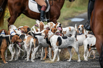 Fox hunt hounds