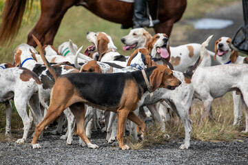 Fox hunt hounds