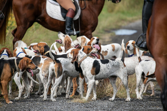 Fox hunt hounds