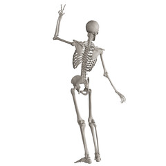 skeleton posing 3d render illustration with transparent background