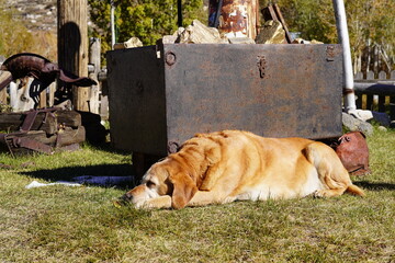 dog in the garden