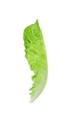 Fresh leaf of green romaine lettuce isolated on white
