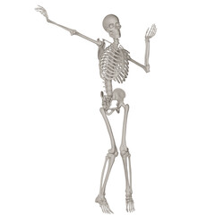 skeleton posing 3d render illustration with transparent background	
