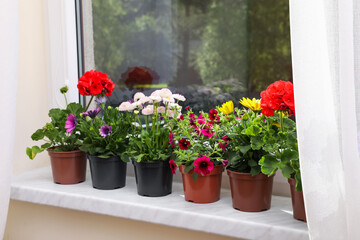 Different beautiful potted flowers on windowsill indoors