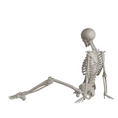 skeleton posing 3d render illustration