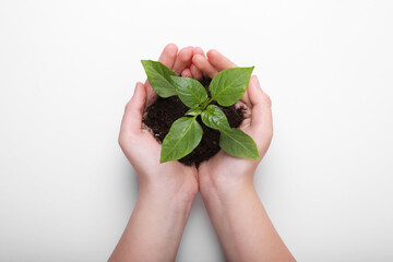 Woman holding soil with green seedling on white background, top view