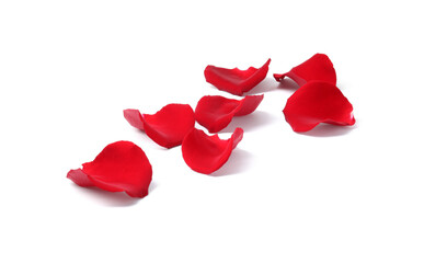 Fototapeta premium Beautiful red rose petals on white background