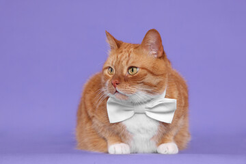 Cute cat with bow tie on lilac background