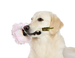 Cute Labrador Retriever with beautiful peony flowers on white background