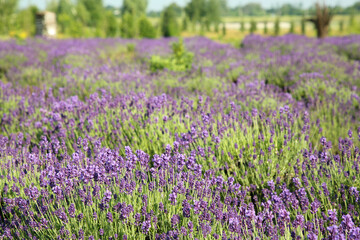 Obraz premium Beautiful view of blooming lavender growing in field