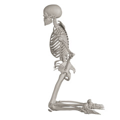 skeleton posing 3d render illustration with transparent background