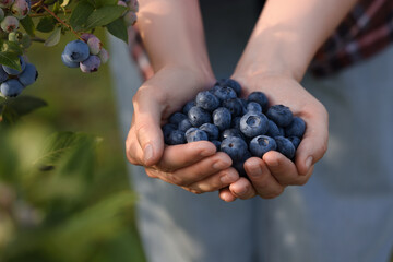 Naklejka na ściany i meble Woman holding heap of wild blueberries outdoors, closeup. Seasonal berries