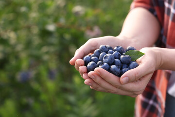 Woman holding heap of wild blueberries outdoors, closeup and space for text. Seasonal berries