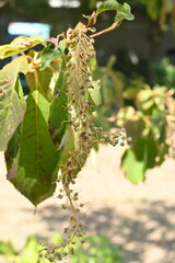 Clethra barbinervis ( Japanese clethra ) fruits. Clethraceae deciduous tree. The capsules are densely hairy and ripen to brown in autumn. Young shoots are edible.