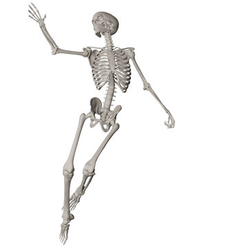 skeleton posing 3d render illustration