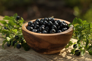 Bowl of bilberries and green twigs with ripe berries on wooden table outdoors, closeup