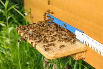 Closeup view of wooden hive with honey bees on sunny day